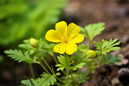 大叶子大地上开着一朵黄色的花背景