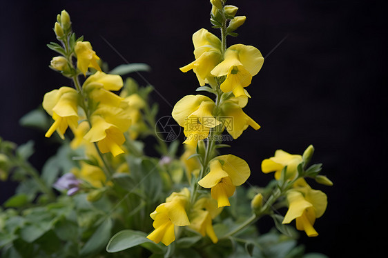 黄色花朵的特写拍摄图片