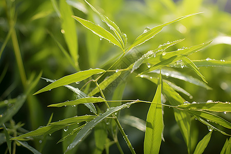 绿植物水珠润绿背景