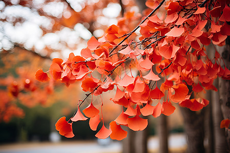 秋日红叶背景图片