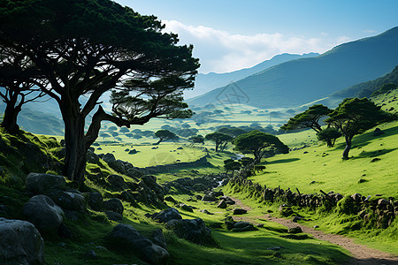 大草原景色背景图片