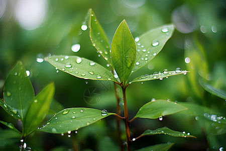 枝叶上的水珠背景图片