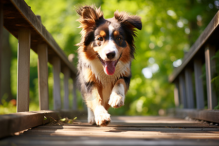 木桥上奔跑的牧羊犬图片