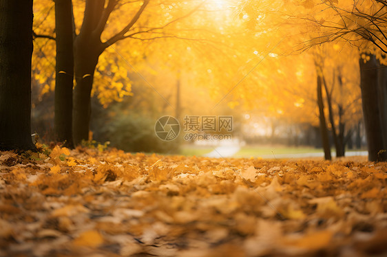 公园的秋叶图片