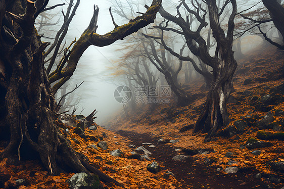 雾中迷离的森林图片