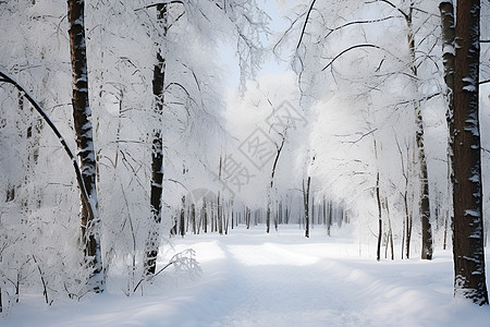 冬日林间景色图片