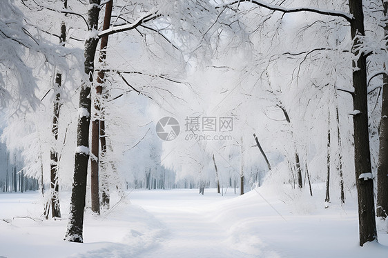 冬日林间白雪图片