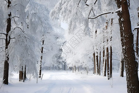 冰雪中的森林图片