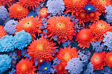 色彩斑斓的菊花图片