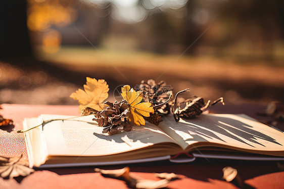 书上的秋叶图片