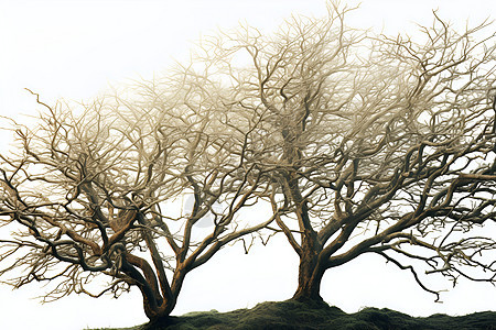 冬日寂寥之树背景图片