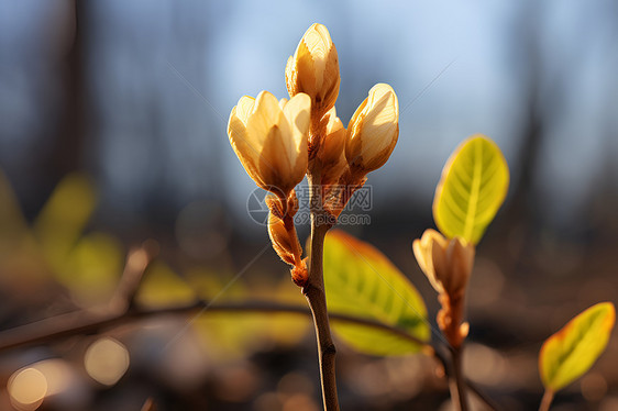 阳光下的萌芽图片