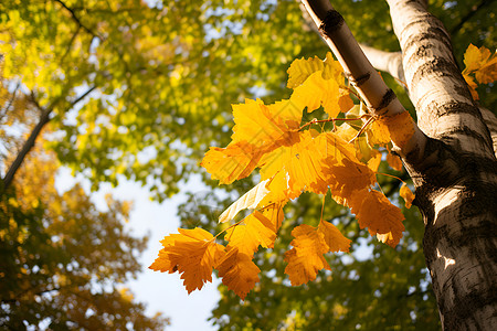 手绘树叶秋天的金黄树林中背景
