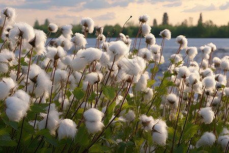 草地上的棉花图片