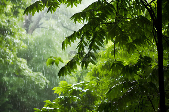 雨中世界图片