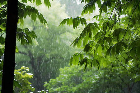 下雨的森林背景