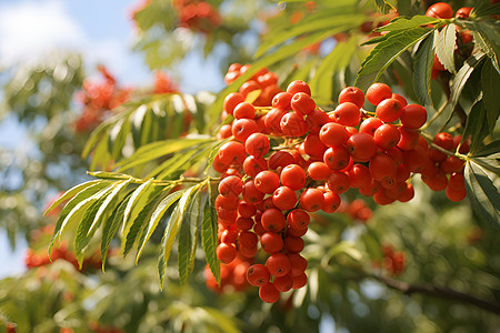 树枝上的一串红浆果高清图片