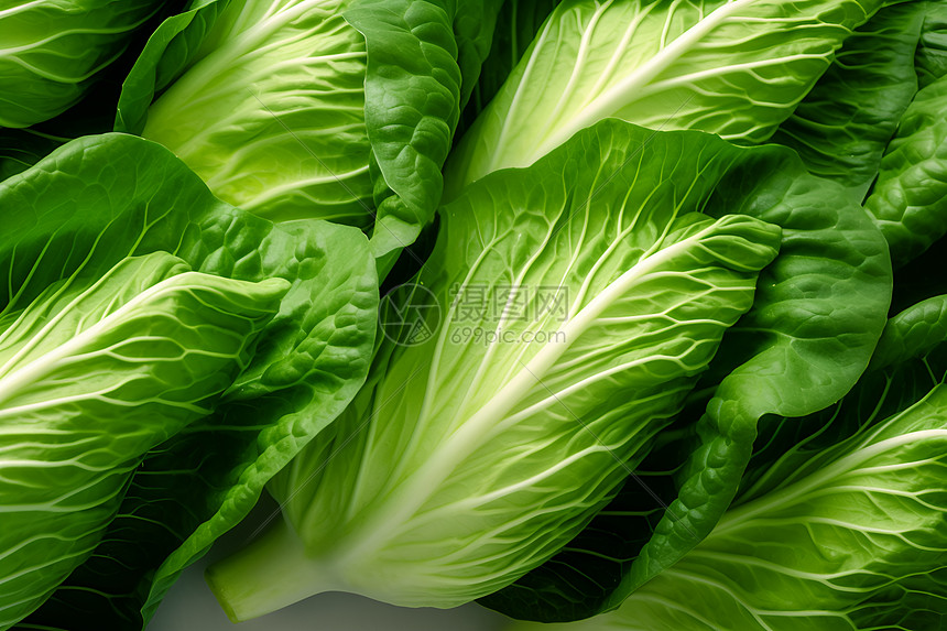 新鲜绿色的蔬菜图片