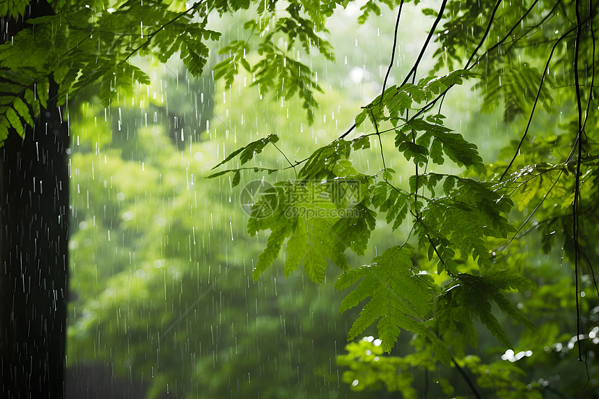 雨中林间图片