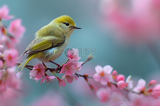 花朵和鸟图片