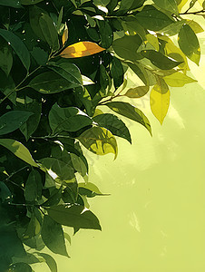 设计的绿色叶子背景图片