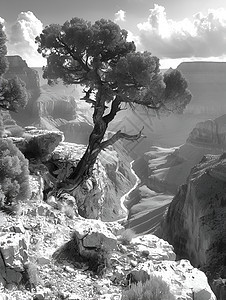 峡谷间的树木图片