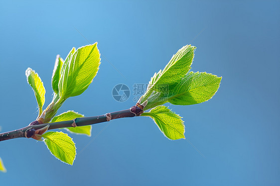 蓝天下的嫩芽图片