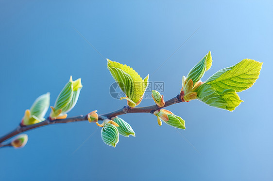 树枝上新生的嫩芽图片