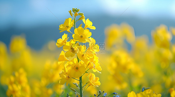 美丽的油菜花图片