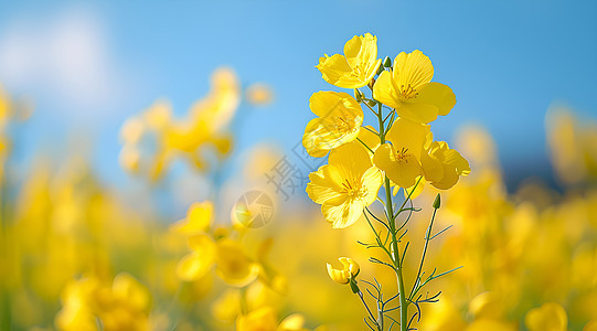 黄色油菜花盛开图片