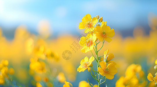 春天背景图金黄色油菜花的特写背景