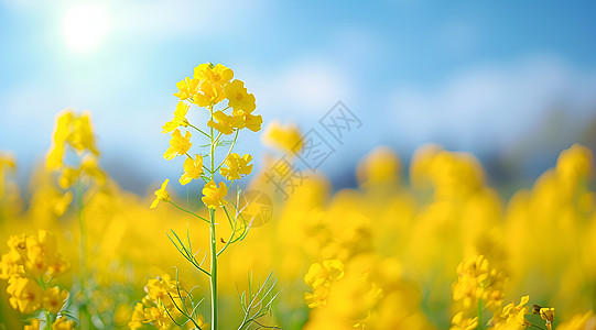 阳光下的黄色花海图片