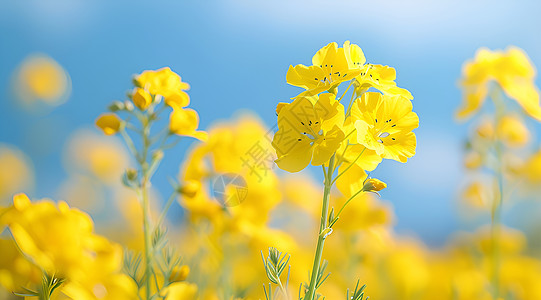 冬季油菜阳光下的油菜花海背景