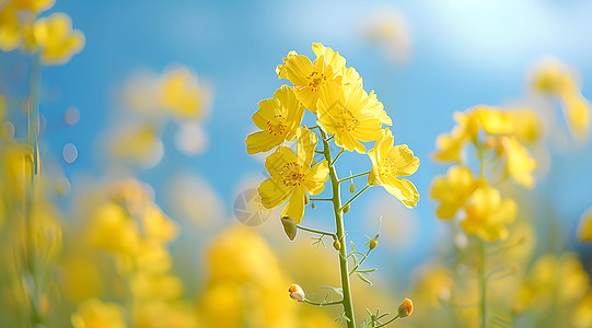 油菜花海背景图片