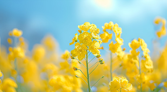 春日油菜花海背景图片