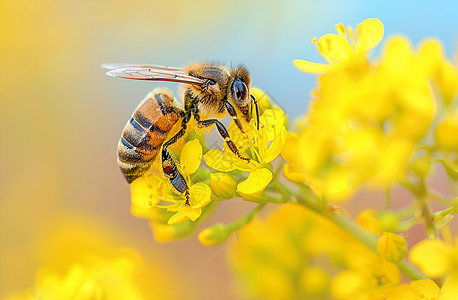 采蜜的蜜蜂背景图片