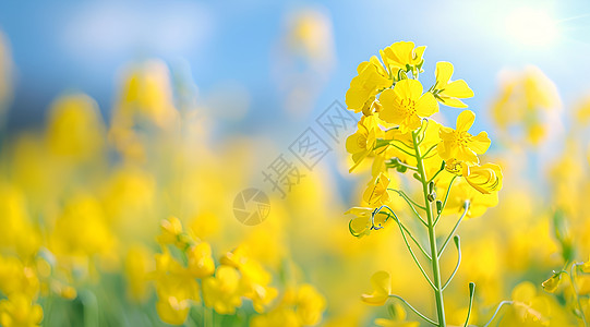 油菜花海背景图片