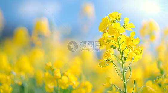 油菜花海图片