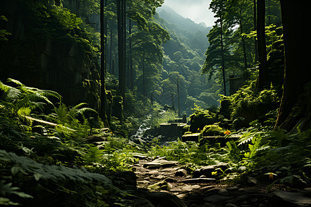 神秘的森林河流图片