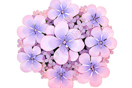紫色花束图片