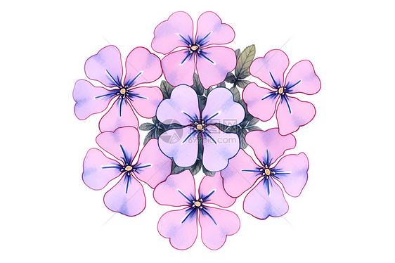 一簇紫色的花朵图片
