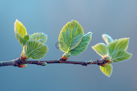 发芽的植物图片