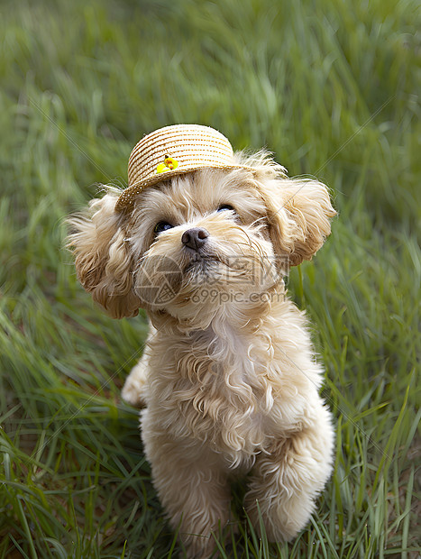 草地上戴着帽子的小狗-图片