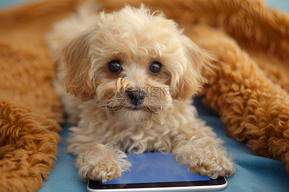 宠物狗与平板电脑图片
