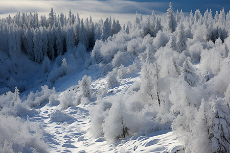 冰雪树木背景图片