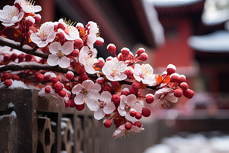 雪中梅花图片