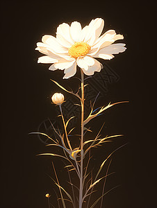 黑色背景下的白色花朵图片