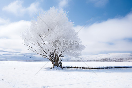 雪原上的树图片