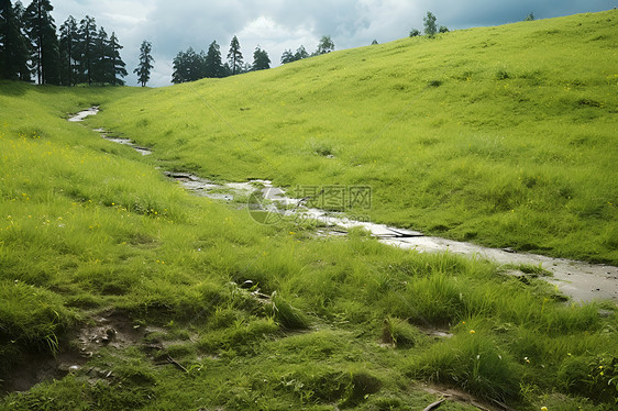 美丽的绿色草地图片