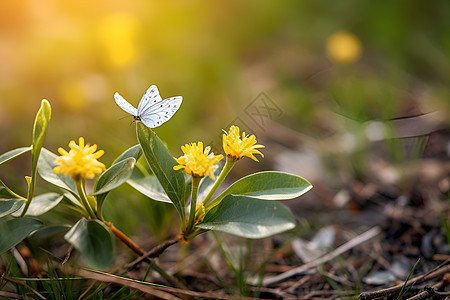 盛开的小花背景图片